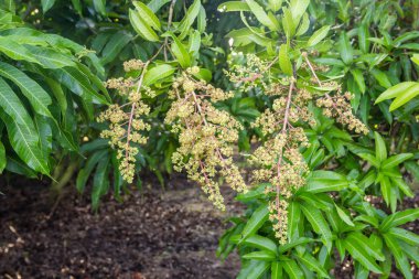 Çiçek açan bir mango koruluğunun yakınında.