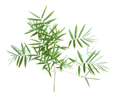 kırpma yolu ile gri arka plan üzerinde izole bambu