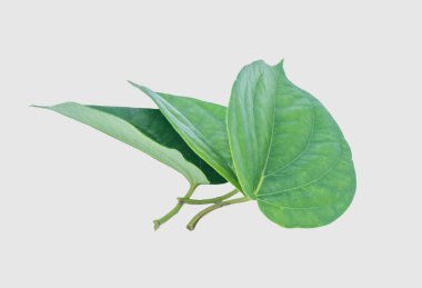 İzole kırpma yoluyla gri arka plan üzerinde yeşil tembul yaprak.