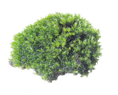 Yeşil yosun beyaz arkaplanda izole edildi. Yakın plan.