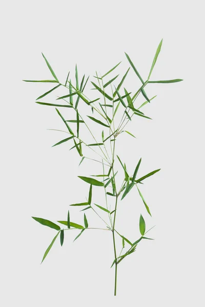 Bambus Isoliert Auf Grauem Hintergrund Mit Clipping Pfad — Stockfoto
