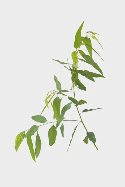 Eucalyptus Isolated Gray Background Clipping Path — Stock Photo, Image