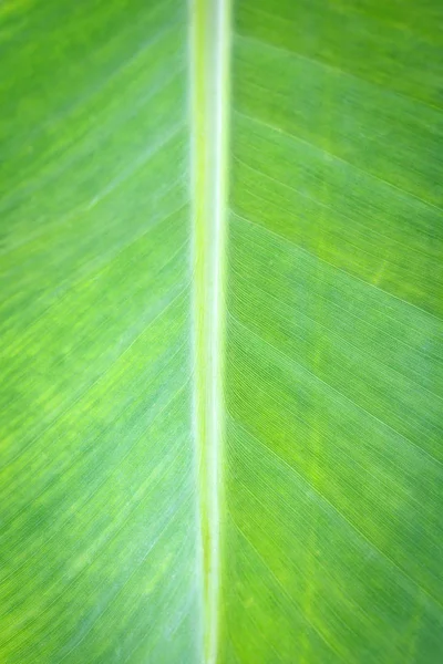 Närbild Bananblad Bakgrund Och Konsistens — Stockfoto