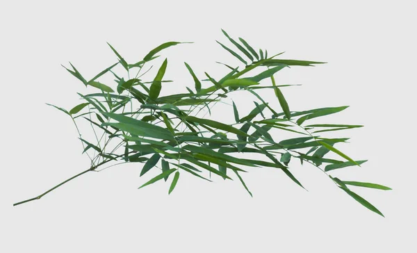 Bamboo Isolated Gray Background Clipping Path — Stock Photo, Image