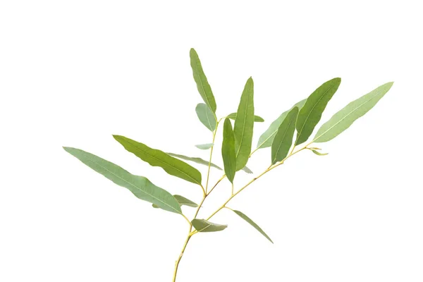 Eukaliptusz Szürke Alapon Elszigetelve Vágási Útvonallal — Stock Fotó