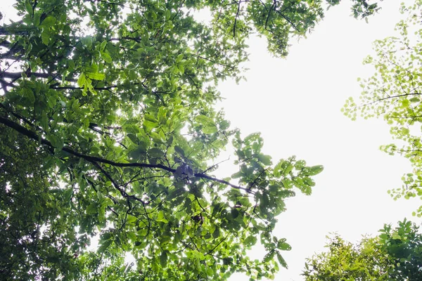 Зеленый Лес Солнечный Свет Сквозь Зеленое Дерево Низкий Ангельский Вид — стоковое фото