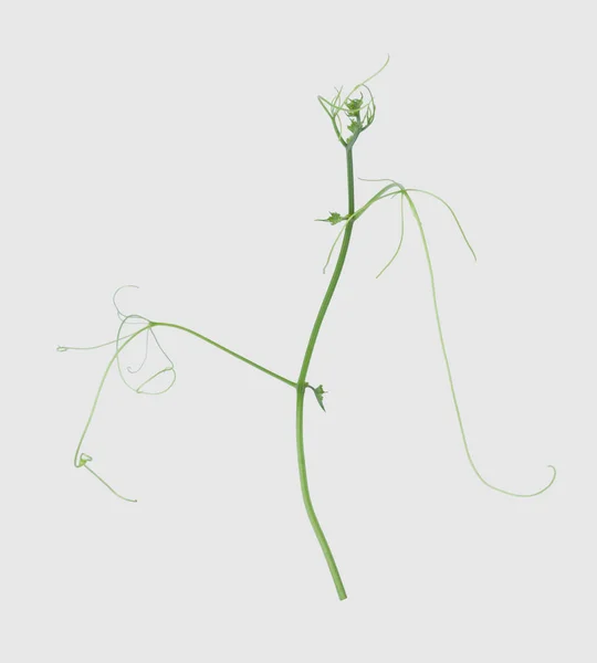 Зелена Рослина Плюща Ізольована Сірому Фоні Відсічний Контур — стокове фото