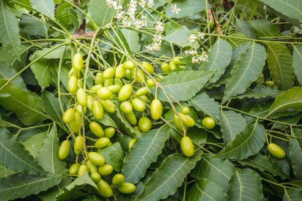 Tıbbi neem yaprağı meyve ile yakın çekim