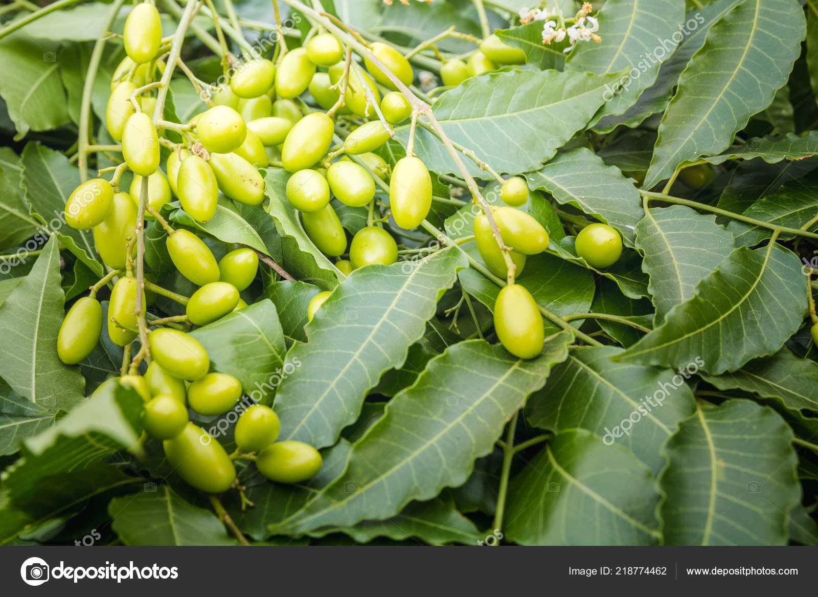 Medicinal Neem Leaves Fruits Close Stock Photo Bumbumbo 218774462 medicinal-neem-leaves-fruits-close-stock-photo-bumbumbo-218774462