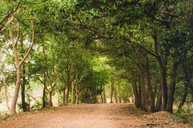 güneşli bir gün ışığında yeşil orman doğal yürüme yolu