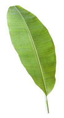 muz yaprağı. Kırpma yolu ile beyaz arka plan üzerinde izole.