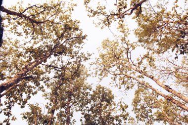 Taze yeşil orman ve yeşil ağaç - düşük görüş açısı ile güneş ışığı