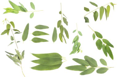 okaliptüs gri arka planda kırpma yolu ile izole edilmiştir.