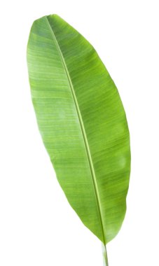 muz yaprağı. Kırpma yolu ile beyaz arka plan üzerinde izole.