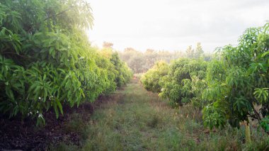 Tropikal bir ülkede çiçek açan bir mango tarlası. tarımsal kavram.