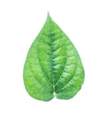 İzole kırpma yoluyla gri arka plan üzerinde yeşil tembul yaprak.