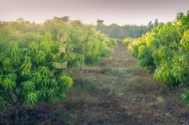 Tropikal bir ülkede çiçek açan bir mango tarlası. tarımsal kavram.