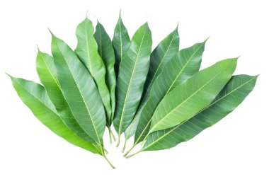 Yeşil mango yaprakları gri arka planda izole edilmiş, kırpma yolu.