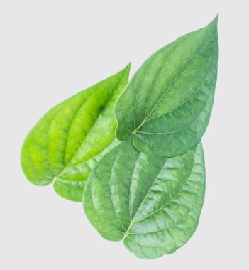 İzole kırpma yoluyla gri arka plan üzerinde yeşil tembul yaprak.