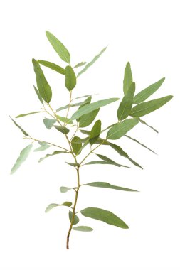 okaliptüs gri arka planda kırpma yolu ile izole edilmiştir.