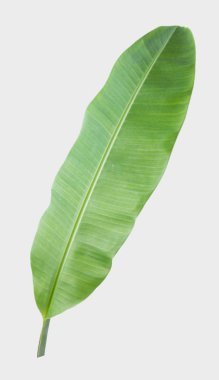 muz yaprağı. Kırpma yolu ile beyaz arka plan üzerinde izole.