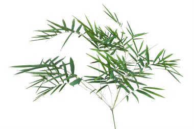 kırpma yolu ile gri arka plan üzerinde izole bambu