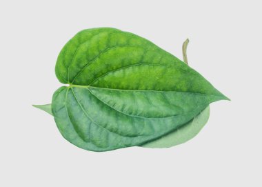 İzole kırpma yoluyla gri arka plan üzerinde yeşil tembul yaprak.