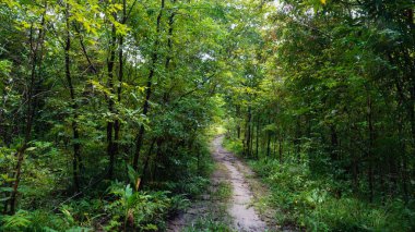 Gizemli ormanda yürüme yolu. Renk etkisi koyu.