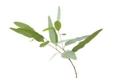 okaliptüs gri arka planda kırpma yolu ile izole edilmiştir.