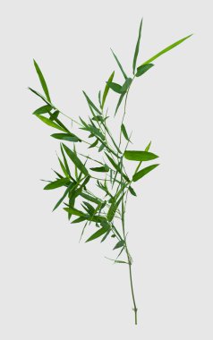 kırpma yolu ile gri arka plan üzerinde izole bambu