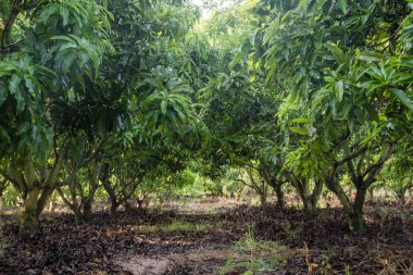 Tropikal bir ülkede çiçek açan bir mango tarlası. tarımsal kavram.