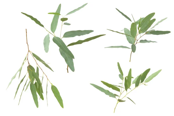 Eucalyptus Изолирован Заднем Плане Обрезанием Пути — стоковое фото