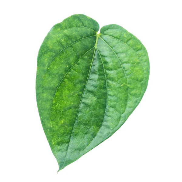 Hoja Betel Verde Aislada Fondo Gris Con Ruta Recorte —  Fotos de Stock