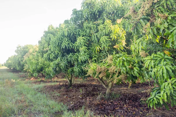 Mango Feld Einer Blüte Tropischen Land Landwirtschaftskonzept — Stockfoto