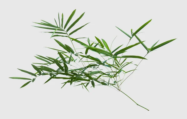 Bamboo Isolated Gray Background Clipping Path — Stock Photo, Image