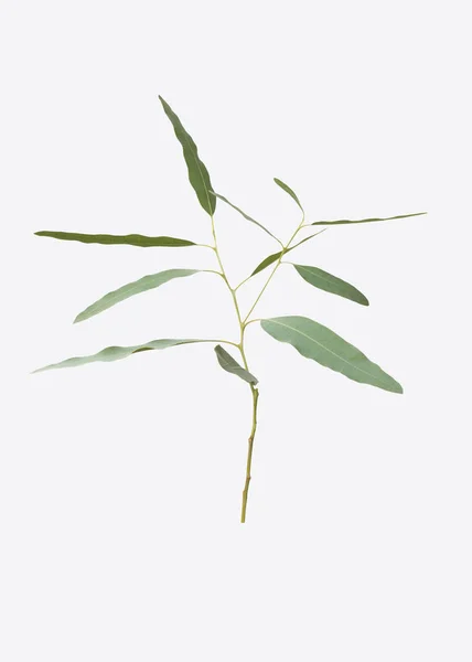 Eukalyptus Isoliert Auf Grauem Hintergrund Mit Schnittpfad — Stockfoto