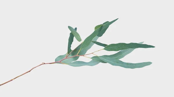 Eucalyptus Isolé Sur Fond Gris Avec Chemin Coupe — Photo