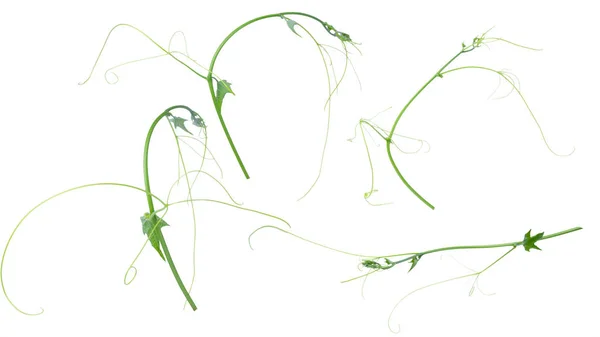 緑のツタ植物の隔離された灰色の背景 クリッピング — ストック写真