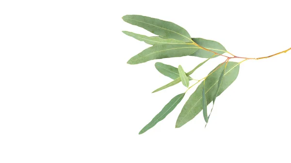 Eukaliptusa Izolowanego Szarym Tle Ścieżką Wycinania — Zdjęcie stockowe