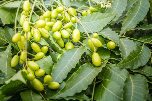 Tıbbi neem yaprağı meyve ile yakın çekim