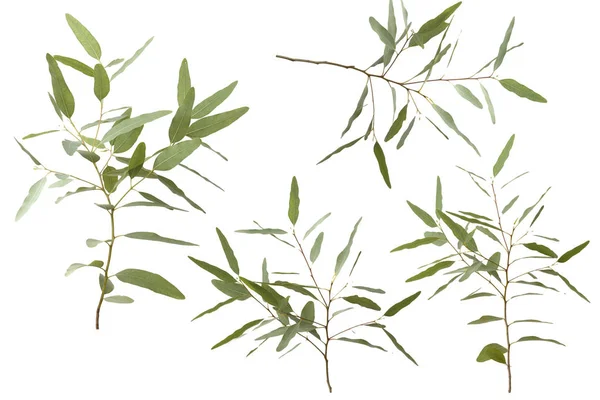 Elszigetelt Fehér Background Vágógörbével Eukaliptusz — Stock Fotó