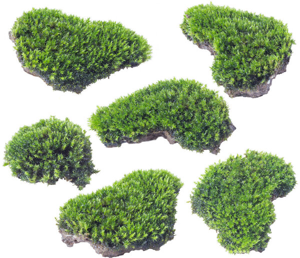 Green moss isolated on white background close up.	