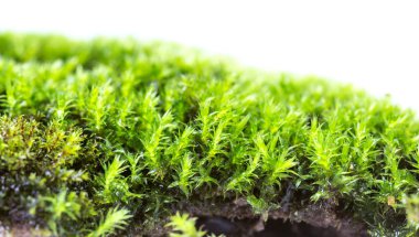 Yeşil yosun beyaz arka planda izole edilmiş, yakın plan.