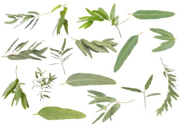 kırpma yolu ile beyaz arka plan üzerinde izole okaliptüs