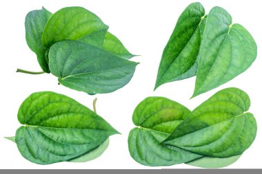 İzole kırpma yolu ile beyaz zemin üzerine yeşil tembul yaprak.