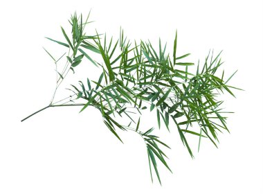 kırpma yolu ile gri arka plan üzerinde izole bambu