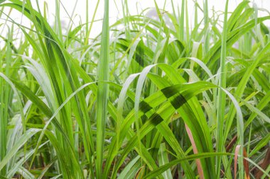 şeker kamışı alan tropikal ülkede mavi gökyüzü ile.