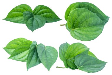 İzole kırpma yolu ile beyaz zemin üzerine yeşil tembul yaprak.