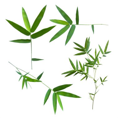 kırpma yolu ile beyaz arka plan üzerinde izole bambu