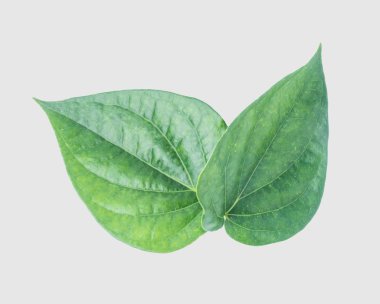 İzole kırpma yoluyla gri arka plan üzerinde yeşil tembul yaprak.